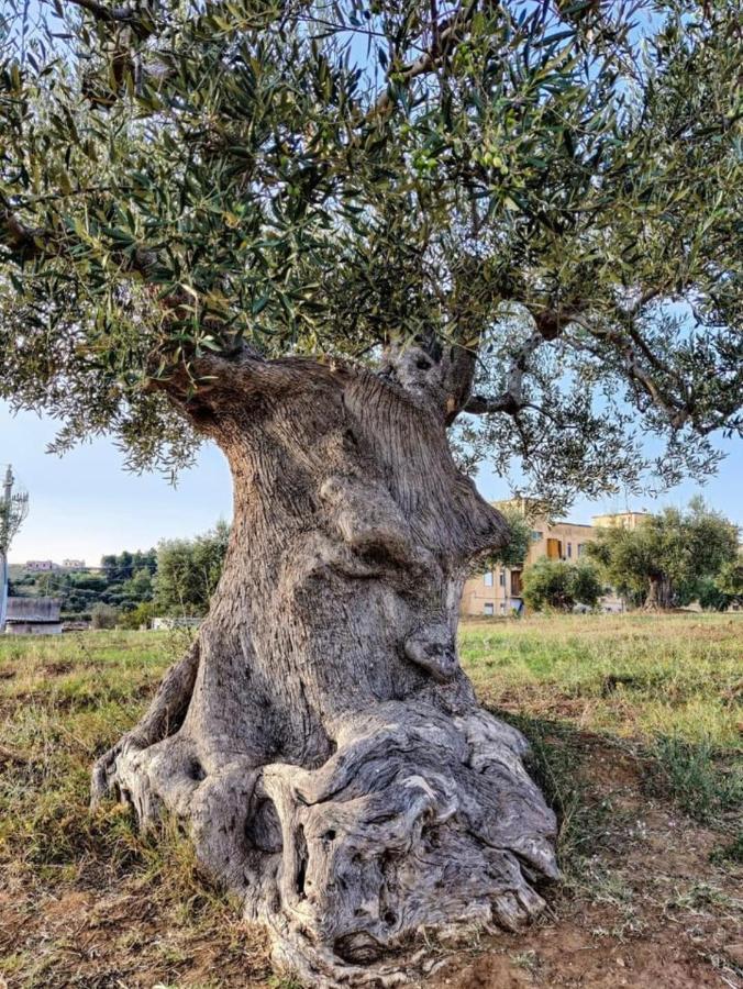 Dimora D'Errico - Monolocale Nel Centro Storico Appartement Carovigno Buitenkant foto